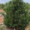 Pine, Columnar Mugo (Fastigiate)