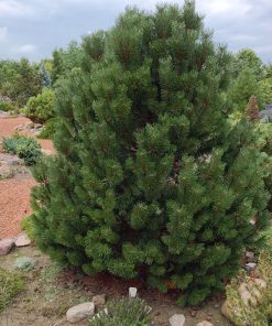 Pine, Columnar Mugo (Fastigiate)