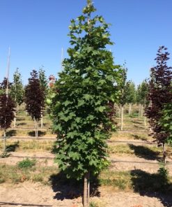 Maple, Columnar Norway