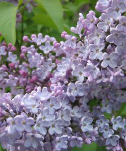 Lilac, Common Purple