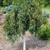 Caragana, Weeping