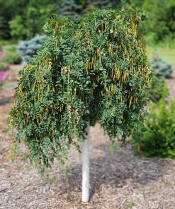 Caragana, Weeping