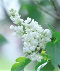 Lilac, Common White