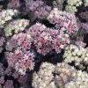Sedum, Conga Line (Upright)