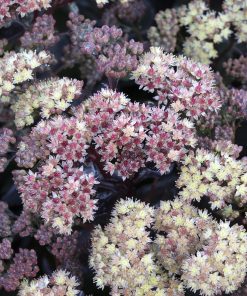 Sedum, Conga Line (Upright)