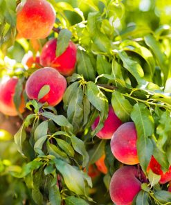 Peach, Contender Standard