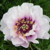 Peony, Cora Louise ITOH