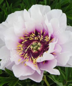 Peony, Cora Louise ITOH