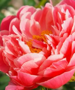Peony, Coral Sunset