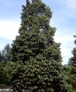 Linden, Corinthian Littleleaf