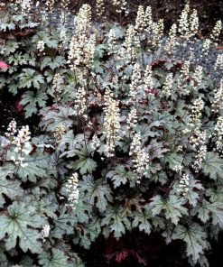Foamy Bells, Cracked Ice (silvery green, w/ white flowers)