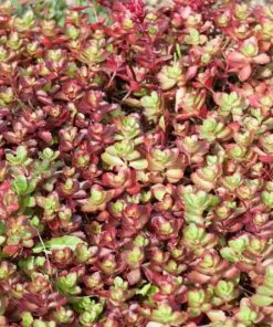 Sedum, Creeping, Dragon's Blood