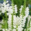 Obedient Plant, Crystal Peak White
