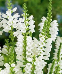 Obedient Plant, Crystal Peak White