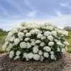 Hydrangea, Flowerfull