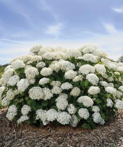 Hydrangea, Flowerfull