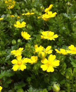 Cranesbill, Karmina