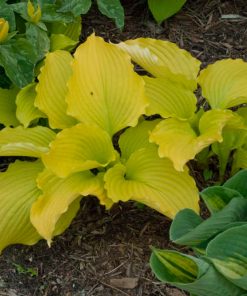 Hosta, Dancing Queen (Yellow-18" tall)