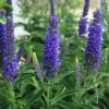 Veronica, Dark Blue
