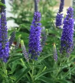 Veronica, Dark Blue