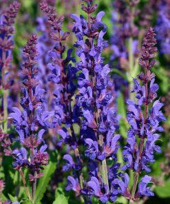 Salvia, Dark Matter