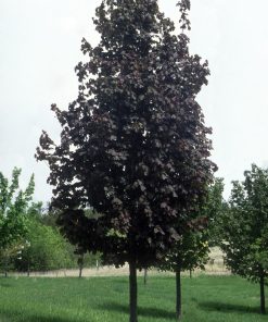 Maple, Deborah Norway
