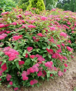 Spirea, Double Play Doozie