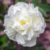 Peony, Duchess de Nemours' (White)