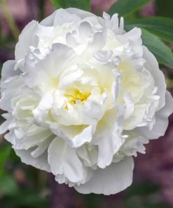 Peony, Duchess de Nemours' (White)
