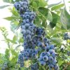 Blueberry, Duke (Highbush)