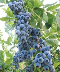 Blueberry, Duke (Highbush)