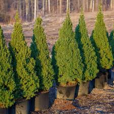 Spruce, Dwarf Alberta