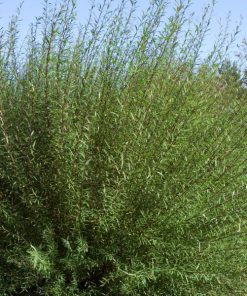 Willow, Dwarf Blue Artic