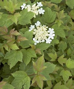 Cranberrybush, Dwarf European