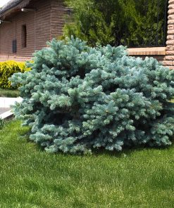 Spruce, Dwarf Globe Blue Colorado