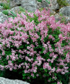Lilac, Dwarf Korean (Lavender)
