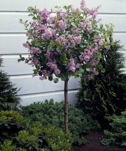 Lilac, Dwarf Korean Patio Tree