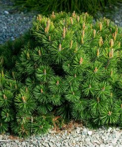 Pine, Dwarf Mugo