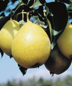 Pear, Early Gold Standard