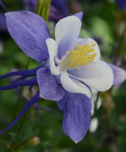 Columbine, EarlyBird Blue & White