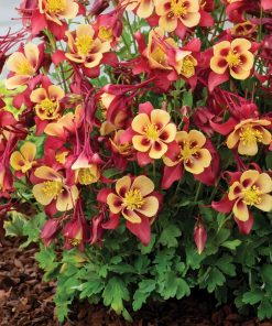 Columbine, EarlyBird Red & Yellow