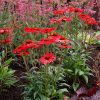 Echinacea, Kismet Red