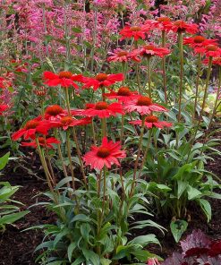 Echinacea, Kismet Red