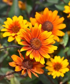 False Sunflower, Eclipse (orange/yellow flower burgandy green)