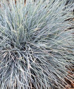Grass, Blue Fescue, Elijah Blue