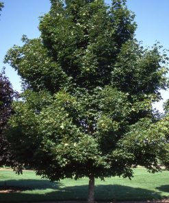 Maple, Emerald Queen Norway