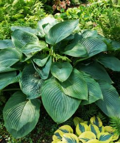 Hosta, Empress Wu (Dark Green-48" tall)