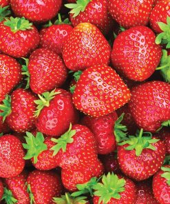 Strawberry, EverSweet