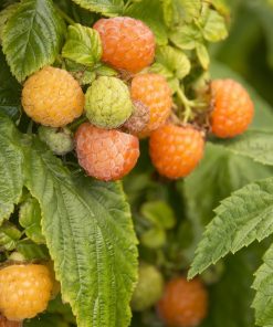 Raspberry, Fall Gold Everbearing
