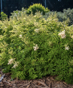 False Ash Leaf Spirea Matcha Ball